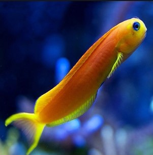 Marine Fish - Ecsenius midas